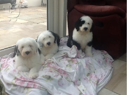 PoulaTo: Kc καταχωρημένα παλαιά αγγλικά κουτάβια Sheepdog